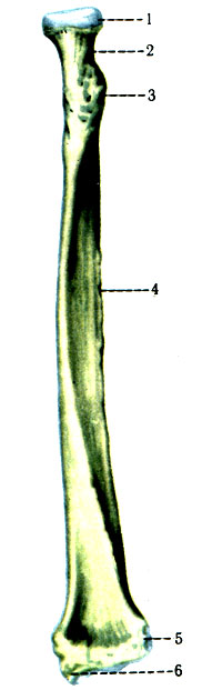 90.    ( . . ). 1 - caput radii; 2 - collum radii; 3 - tuberositas radii; 4 - margo interosseus; 5 - incisura ulnaris; 6 - processus styloideus lateralis