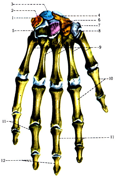 91.   .  . 1 - os pisiforme; 2 - os triquetrum; 3 - os lunatum; 4 - os scaphoideum; 5 - os hama-tum; 6 - os capitatum; 7 - os trapezoideum; 8 - os multangulum; 9 - ossa metacarpalia I, II, III, IV, V; 10 - phalanx proximalis; 11 - phalanx media; 12 - phalanx distalis