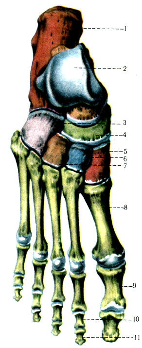99.   . 1 - calcaneus; 2 - talus; 3 - os cuboideum; 4 - os naviculare; 5 - os cuneiforme laterale; 6 - os cuneiforme intermedium; 7 - os cuneiforme mediale; 8 - os metatatrsale 1; 9 - phalanx proximalis; 10 - phalanx media; 11 - phalanx distalis