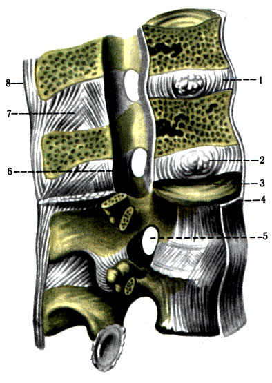 102.   ( . . ). 1 - discus intervertebralis; 2 - nucleus pulposus; 3 - lig. longitudinale posterius; 4 - lig. longitudinale anterius; 5 - for. intervertebrale; 6 - lig. flavum; 7 - lig. interspinal; 8 - lig. supraspinal