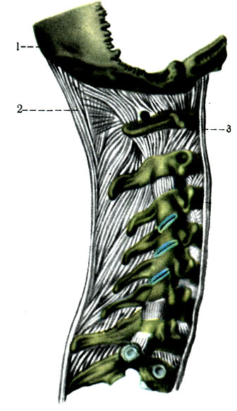 103.     . 1 - os occipitale; 2 - lig. nuchae; 3 - lig. longitudinale anterior