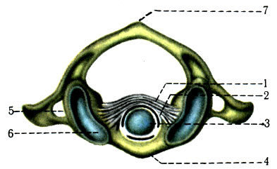 104.  I  II  .  . 1 - lig. transversum; 2 - cavum articulare; 3 - dens axis; 4 - tuberculum anterius; 5 - fovea articularis superior; 6 - fot. transversariura; 7 - tuberculum posterius