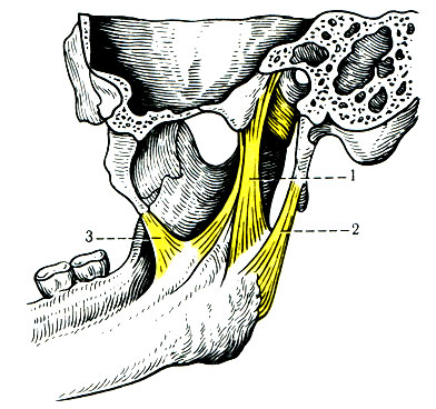 117.  - . 1 - lig. sphenomandibulare; 2 - lig. stylomandibular; 3 - lig. pterygospinale