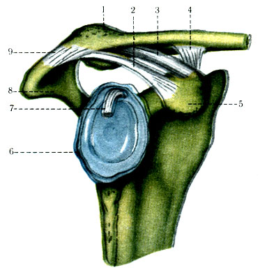122.     ( , ). 1 - clavicula; 2 - lig. coracoacromiale; 3 - lig. trapezoideum; 4 - lig. conoideum; 5 - processus coracoideus; 6 - cavitas glenoidalis; 7 - tendo m. bicipitis brachii; 8 - acromion; 9 - lig. acromioclavicular