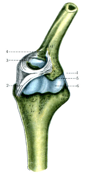 126.   .     ( , ). 1 - lig. collaterale ulnare; 2 - lig. collaterale radiale; 3 - lig. anulare radii; 4 - incisura radialis ulnae; 5 - processus coronoideus; 6 - trochlea humeri