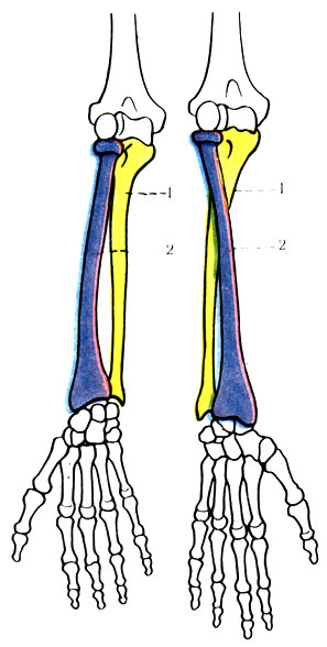 128 .         ( Tittel). 1 -  ; 2 -  ; 3 - m. pronator; 4 - m. supinator
