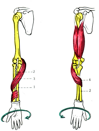 128 .         ( Tittel). 1 -  ; 2 -  ; 3 - m. pronator; 4 - m. supinator