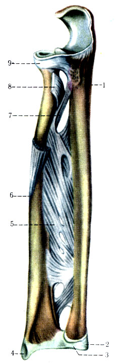 130.   . 1 - ulna; 2 - processus styloideus medialis; 3 - discus articularis; 4 - processus styloideus lateralis; 5 - membrana interossea antebrachii; 6 - radius; 7 - chorda obliqua; 8 - tendo m. bicipitis brachii; 9 - lig. anulare radii