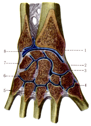 131.  . 1 - articulatio radiocarpea; 2 - lig. collaterale carpi radiale; 3 - articulatio mediocarpea; 4 - articulatio carpometacarpea; 5 - ligg. metacarpea interossea; 6 - lig. intercarpea; 7 - lig. collaterale carpi ulnare; 8 - discus articularis