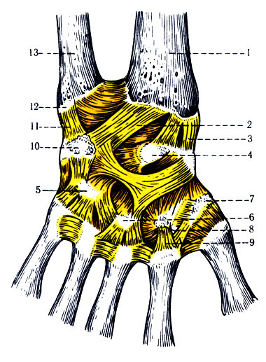 132.     ( ). 1 - radius; 2 - Hg. radiocarpeum dorsale; 3 - lig. collaterale carpi radiale; 4 - os naviculare; 5 - os hamatum; 6 - oscapitatum; 7 - os multangulum; 8 - os trapesoideum; 9 - articulado carpometacarpeae; 10 - os pisiforme; 11 - lig. collaterale carpi ulnare; 12 - processus styloideus medialis; 13 - ulna