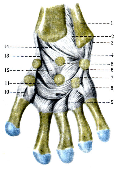 133.     ( ). 1 - ulna; 2 - articulatio radioulnaris distalis; 3 - processus styloideus medialis; 4 - lig. collateral carpi ulnare; 5 - os lunarum; 6 - os pisiforme; 7 - lig. pisohamatum; 8 - lig. pisometacarpeum; 9 - lig. intercarpeum palmares; 10 - articulatio carpometacarpea pollicis; 11 - lig. collaterale carpi radiale; 12 - lig. radiocarpeum palmare; 13 - lig. collaterale carpi radiale; 14 - lig. carpi volnre