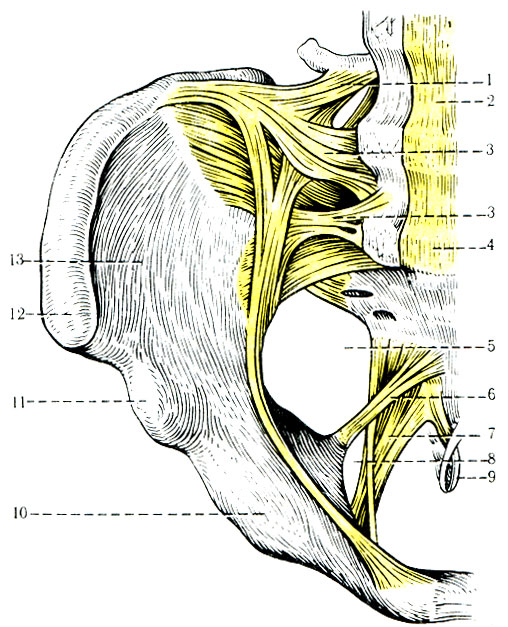 136. Связки таза (вид спереди). 1 - lig. iliofemoral; 2 - lig. longitudinale anterius; 3 - ligg. sacroiliaca ventralia; 4 - promontorium; 5 - for. ischiadicum majus; 6 - lig. sacrospinale; 7 - lig. sacrotiberale; 8 - for, sichiadicum minus; 9 - lig sacrococcygeum anterius; 10 - eminentia iliopublica; 11 - spina iliaca anterior inferior; 12 - spina iliaca anterior superior; 13 - fossa iliaca