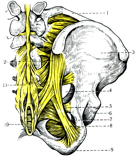 137. Связки таза (вид сзади). 1 - lig. iliolumbale; 2 - ligg. sacroiliaca dorsalia; 3 - ala ossis ilium; 4 - for, ischiadicum majus; 5 - lig. sacrospinale; 6 - acetabulum; 7 - for. ischiadicum minus; 8 - lig. sacrotuberale; 9 - tuber ischiadicum; 10 - os coccygis