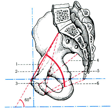 140.      . 1 - conjugata anatomica (recta); 2 - conjugata 10,5 ; 3 - conjugata diagonalis 12,5 ; 4 - diameter recta   ; 5 -   ; 6 - diameter recta    9,5   