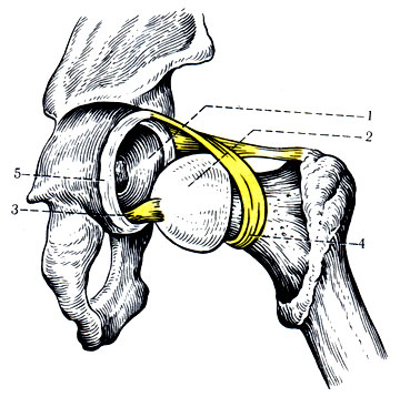 141.   (articulatio coxae). 1 - acetabulum; 2 - caput femoris; 3 - lig. capitis femoris; 4 - zona orbicularis; 5 - labrum acetabulare
