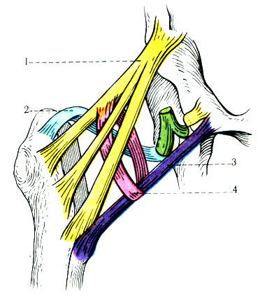 143.     .      . 1 - lig. iliofemorale; 2 - lig. ischiofemoral; 3 - lig. pubofemoral; 4 - zona orbicularis
