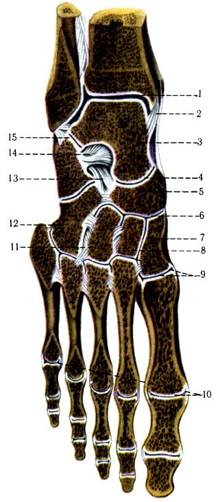 150.     ()  . 1 - articulatio talocruralis; 2 - lig. mediale; 3 - talus; 4 - articulatio talocalcaneonaviculars; 5 - os naviculare; 6 - articulatio cuneonavicularis; 7 - os cuneiforme mediale; 8 - os cuneiforme intermedium; 9 - articulatio tarsometarsea; 10 - articulationes metatarsophalangeae; 11 - os cuneiforme laterale; 12 - os cuboideum; 13 - lig. bifurcatum; 14 - lig. talocalcaneum interosseum; 15 - articulatio subtallaris