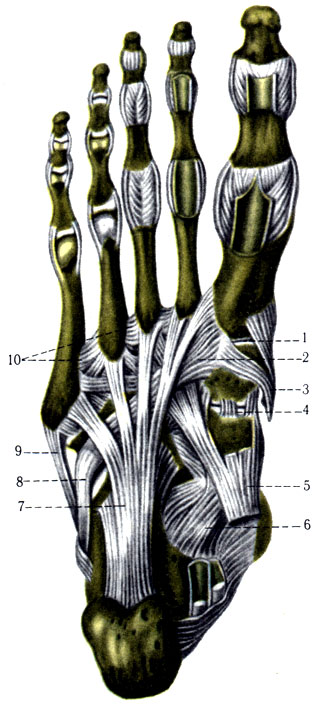 152.    ,  . 1 - articulatio tarsometatrsea I; 2 - tendo musculi peronei longi; 3 - tendo m. tibialis anterioris; 4 - ligg. cuneonavicularia plantaria; 5 - tendo m. tibialis posterioris; 6 - lig. calcaneonavicular plantare; 7 - lig. plantare longum; 8 - tendo m. peronei longi; 9 - tendo m. peronei brevis; 10 - ligg. metatarsea plantaria