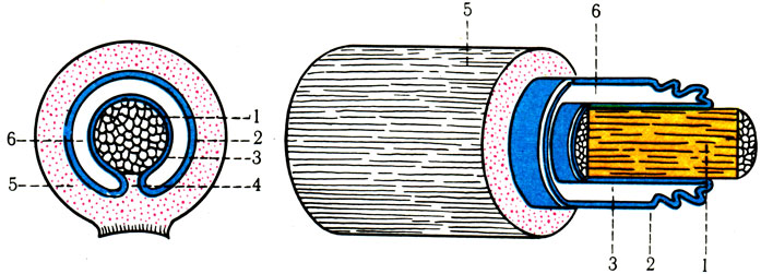     ( Benninghoff). 1 - ; 2 -    ; 3 -    ; 4 -       ; 5 -  ; 6 -   