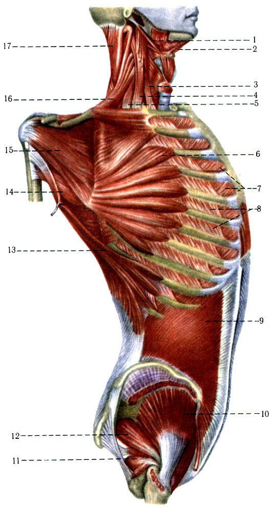 165.     ( . . ). 1 - m. stylohyoideus; 2 - m. digastricus; 3 - m. scalenus anterior; 4 - m. scalenus medius; 5 - m. scalenus posterior; 6 - m. serratus anterior; 7 - mm. intercostales interni; 8 - mm. intercostales externi; 9 - m. obliquus abdominis internus; 10 - m. gluteus medius; 11 - m. obturatorins internus; 12 - m. piriformis; 13 - m. latissimus dorsi; 14 - m. teres major; 15 - m. subscapularis; 16 - m. levator scapulae; 17 - m. splenius capitis