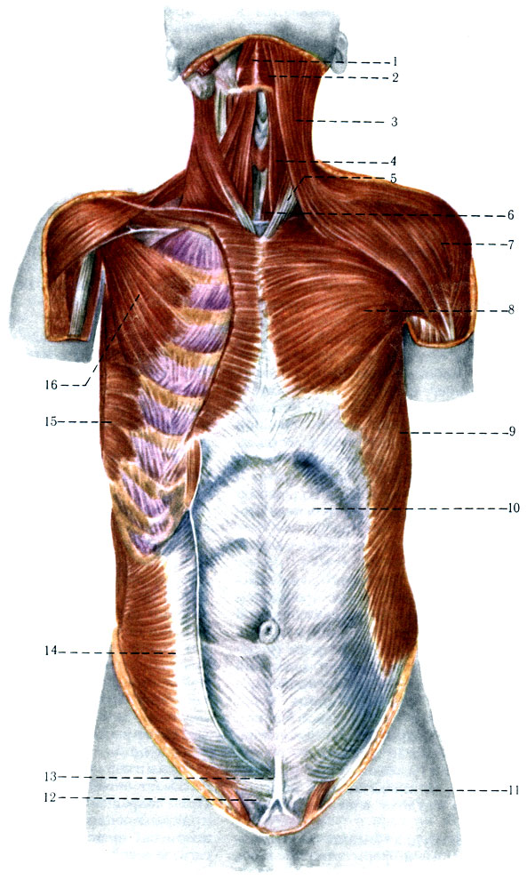 166.   ,   . 1 - m. digastricus; 2 - m. mylohyoideus; 3 - m. platysma; 5 - m. sternocleidomastofdeus; 4 - m. sternohyoideus; 6 - m. sternohyofdeus; 7 - m. deltofdeus; 8 - m. pectoralis major; 9 - m. oblfquus abdominis externus; 10 - vagina m. recti abdominis; 11 - crus mediate; 12 - funiculus spermaticus; 13 - crus laterale; 14 - m. obliquus abdominis internus; 15 - m. serratus anterior (); 16 - m. pectoralis minor