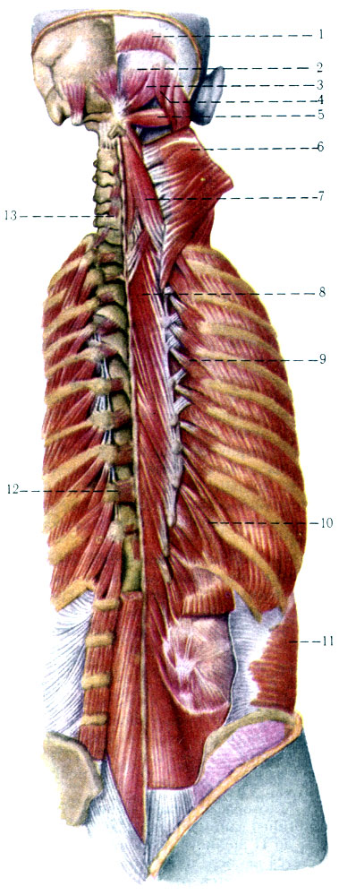 Obliquus capitis Superior