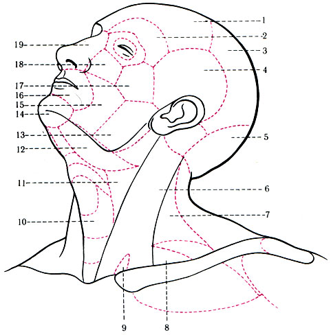 178.    . 1 - r. frontalis; 2 - r. orbitalis; 3 - r. parietalis; 4 - r. temporalis; 5 - r. occipitalis; 6 - r. sternocleidomastoidea; 7 - r. colli lateralis; 8 - trigonum omoclaviculare; 9 - fossa supraclavicularis minor; 10 - r. colli anterior; 11 - trigonum caroticum; 12 - trigonum submandibulare; 13 - r. parotideomasseterica; 14 - r. mentalis; 15 - r. buccalis; 16 - r. oralis; 17 - r. zygomatica; 18 - r. infraorbital. 19 - r. nasalis
