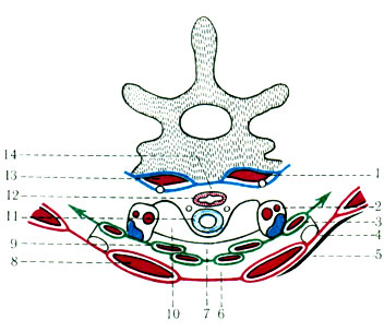 182.      ( Braus). 1 - lamina prevertebralis; 2 - vagina carotica; 3 - lamina pretrachealis; 4 - lamina superficialis; 5 - m. platysma; 6 - spatium suprasternale; 7 - spatium previscerale; 8 - m. sternocleidomastoideus; 9 -  ,    ; 10 -  ; 11 - ; 12 - ; 13 -   ; 14 - spatium retroviscerale