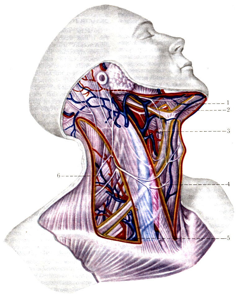 183.   ( . . ). 1 - trigonum submandibular; 2 - trigonum Pirogovi; 3 - trigonum caroticum; 4 - trigonum omotracheale; 5 - trigonum omoclaviculare; 6 - trigonum colli laterale; 7 - fossa retromandibularis