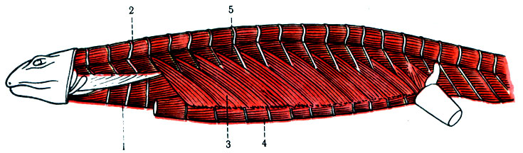 186.     ( Maurer). 1 -  ; 2 -  ; 3 - m. obliquus externus superficialis; 4 - m. rectus internus; 5 - m. rectus superficialis