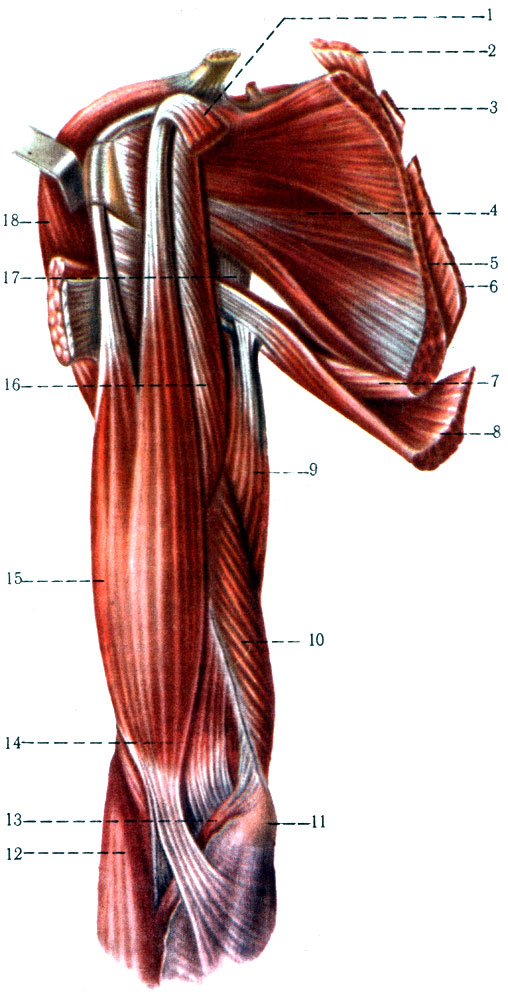188.        ( . . ). 1 - m. pectoralis minor; 2 - m. levator scapulae (); 3 - m. rhombdoideus minor (); 4 - m. subscapularis; 5 - m. serratus anterior (); 6 - m. rhombdoideus major; 7 - m. teres major; 8 - m. latissimus dorsi; 9 - caput longum m. tricipitis brachii; 10 - caput mediale m. tricipitis brachii; 11 - epicondylus medialis; 12 - m. brachioradialis; 13 - m. pronator teres; 14 - m. brachialis; 15 - m. biceps brachii; 16 - m. coracobrachialis; 17 - for. trilaterum; 18 - m. deltoideus