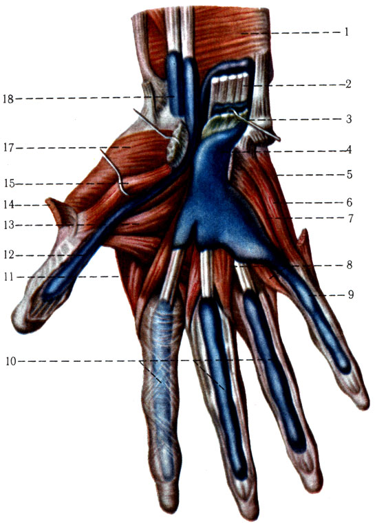 193.        . 1 - m. pronator quadratus; 2 - m. flexor digitorum profundus; 3 - m. flexor digitorum superficialis; 4 - vagina synovialis communis mm. flexorum; 5 - m. abductor digiti minimi; 6 - m. flexor digiti minimi brevis; 7 - m. opponens digiti minimi; 8 - mm. lumbricales; 9 - vagina synovialis digiti minimi; 10 - vaginae synoviales tendinum digitorum; 11 - m. interosseus dorsalis I; 12 - vagina synovialis tendinis m. flexoris pollicis longu; 13 - m. adductor pollicis; 14 - m. abductor pollicis brevis; 15 - m. flexor pollicis brevis; 16 - m. flexor digiti minimi brevis; 17 - m. opponens pollicis; 18 - vagina synovialis tendinis m. flexoris carpi ulnaris