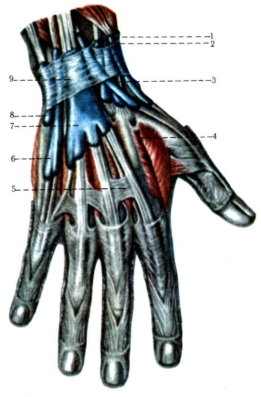194.       . 1 - vagina tendinum mm. abductoris longi et extensoris brevis pollicis; 2 - vagina tendinum mm. extensorum carpi radialium longus et brevis; 3 - vagina tendinis m. extensoris pollicis longi; 4 - mm. interossei dorsales; 5 - connexus intertendineus; 6 - vagina tendinis m. extensoris digiti minimi; 7 - vagina tendinum mm. extensorum digitorum; 8 - vagina tendinis m. extensoris carpi ulnaris; 9 - retinaculum extensorum