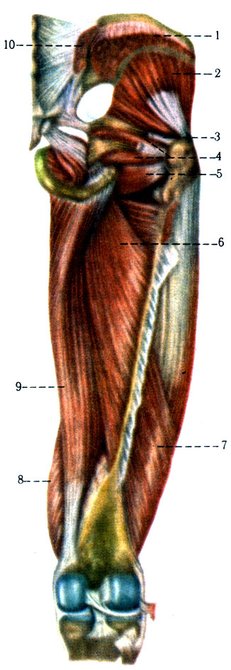 195.    ,   ( . . ). 1 - m. gluteus medius (); 2 - m. gluteus minimus; 3 - m. piriformis; 4 - m. gemelli; 5 - m. obturatorius externus; 6 - m. adductor brevis; 7 - m. vastus lateralis; 8 - m. vastus medialis; 9 - m. adductor magnus; 10 - m. gluteus maximus ()