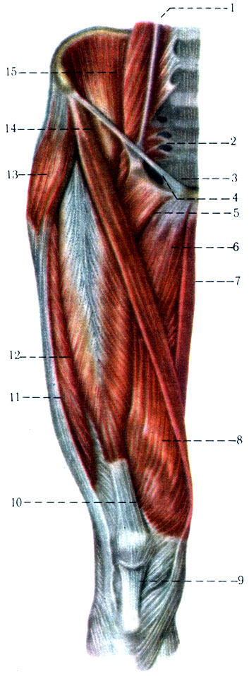 196.    , . 1 - m. psoas major; 2 - m. piriformis; 3 - lig. inguinale; 4 - lacuna vasorum; 5 - m. pectineus; 6 - m. adductor longus; 7 - m. gracilis; 8 - m. vastus medialis; 9 - lig. patellae; 10 - tendo m. recti femoris; 11 - tractus iliotibialis; 12 - m. vastus lateralis; 13 - m. tensor fasciae latae; 14 - m. sartorius; 15 - m. ilfacus