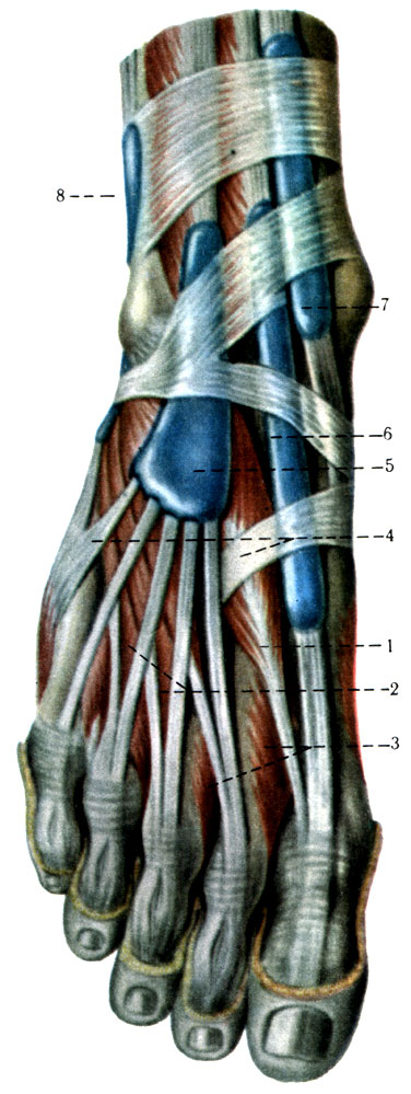 200.       . 1 - m. extensor hallucis brevis; 2 - m. extensor digitorum brevis; 3 - mm. interossei dorsales; 4 - tendines m. extensoris digitorum longi; 5 - vagina tendinis m. extensoris digitorum longi; 6 - vagina tendinis m. extensoris hallucis longi; 7 - vagina tendinis m. tibialis anterioris; 8 - vagina synovialis mm. peroneorum
