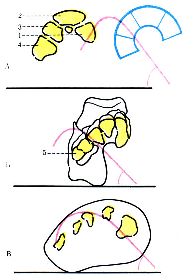 201.        ( Weidenreich).  -     ;  -    ;  -    ; 1, 2, 3 -  ; 4 -  ; 5 -  .   (   )    