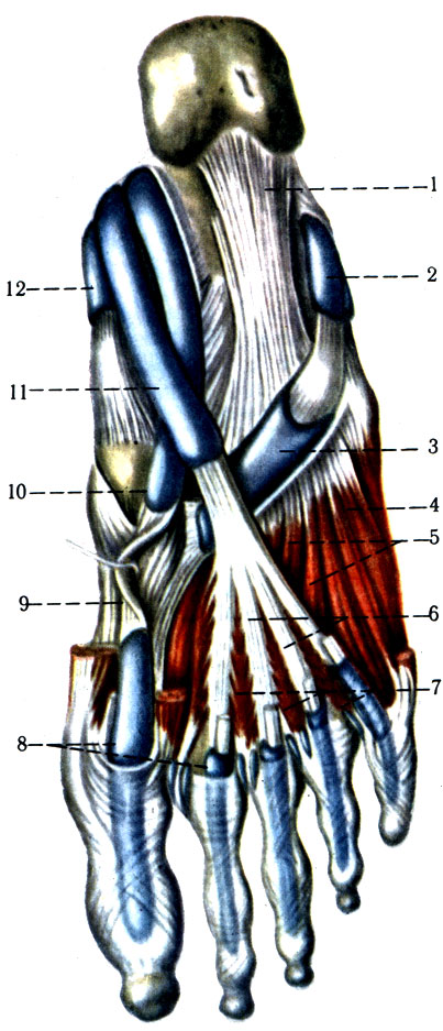 202.       . 1 - lig. plan tare longum; 2 - vagina synovialis mm. peroneorum; 3 - vagina tendinis m. peronei longi plantaris; 4 - m. flexor digiti minimi brevis; 5 - m. interossei plantares; 6 - tendi-nes m. flexoris digitorum longi; 7 - mm. lumbricales; 8 - vaginae tendinum digitorum pedis; 9 - tendo m. flexoris hallucis longi. 10 - vagina synovialis tendinis m. flexoris hallucis longi; 11 - vagina tendinis m. flexoris digitorum pedis longi; 12 - vagina synovialis tendinis m. tibialis posterioris