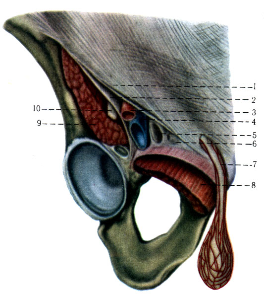 204.   .   . 1 - lig. inguinale; 2 - lig. iliopectineum: 3 - a. femoralis; 4 - v. femoralis; 5 - anulus femoralis; 6 - lig. lacunare; 7 - funiculus spermaticus; 8 - m. iliopsoas; 10 - n. femoralis