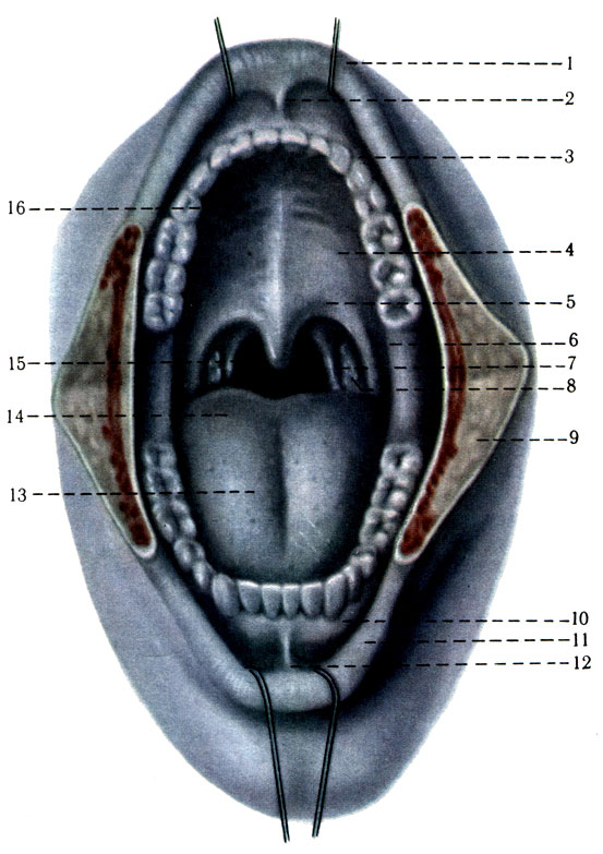 210.  . 1 - labium superius; 2 - frenulum labii superioris; 3 - arcus den talis superior; 4 - palatum durum; 5 - palatum molle; 6 - arcus glossopalatinus; 7 - arcus pharyngopalatinus; 8 - tonsilla palatina; 9 -   ; 10 - gingiva; 11 - labium inferius; 12 - frenulum labii inferioris; 13 - sulcus medianus linguae; 14 - dorsum linguae; 15 - isthmus f aucium; 16 - plicae palatinae transversae
