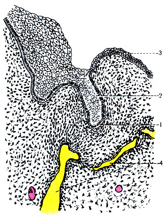 217.     8-    ( ). 1 - lamina labiogingivalis; 2 -  ; 3 -  ; 4 -    