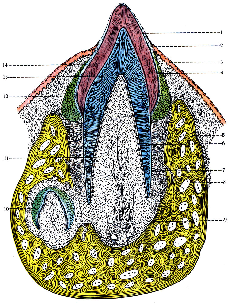 218.    ( ). 1 -   ; 2 -  sulcus gingivalis; 3 -  ; 4 -  ; 5 -  ; 6 -  ; 7 -    ; 8 -    ; 9 -     ; 10 -   ; 11 -  ; 12 -       ; 13 - ; 14 -   