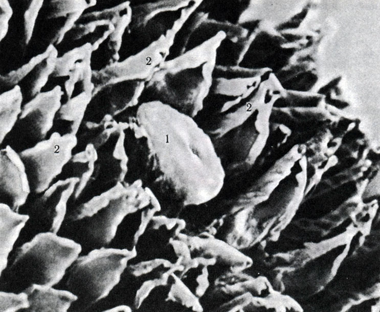 221.   . 1 - papilla fungiformis; 2 - papilla filiformis×215