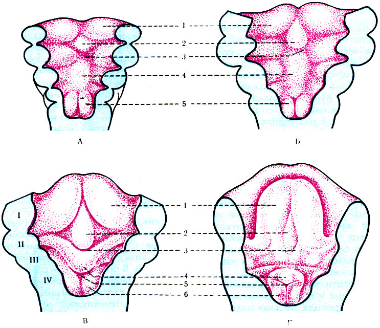 223.      ( Sicher  Tandler).     .  - 4- ;  - 5- ;  -    6-  ; -61/2- ; , : 1 -   ; 2 - tuberculum impar; 3 -  ; 4 - copula; 5 -  ; , : 1 -   ; 2 - tuberculum impar; 3 -  ; 4 - ; 5 -  ; 6 -  
