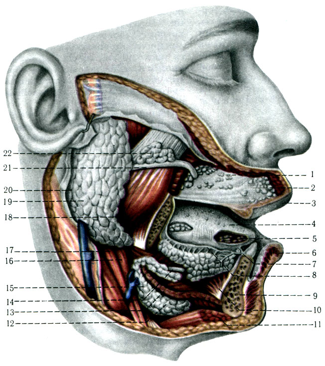 224.         .   . 1 - glandulae buccales; 2 - gl. labiales; 3 - labium superius; 4 - lingua; 5 - gl. lingualis anterior; 6 - labium inferius; 7 - caruncula sublingualis; 8 - ductus sublingulis major; 9 - mandibula; 10 - m. genioglossus; 11 - m. digastricus; 12 - gl. sublingualis; 13 - m. mylohyoideus; 14 - ductus submandibulars; 15 - gl. submandibulars; 16 - m. stylohyoideus; 17 - m. digastricus; 18 - m. masseter; 19 - gl. parotis 20 - f. masseterica et fascia parotidea; 21 - ductus parotideus; 22 - gl. parotis accessoria