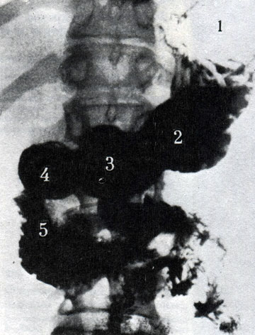 231.  ,   . 1 -     ; 2 - ; 3 -  ; 4 -     ; 5 -  