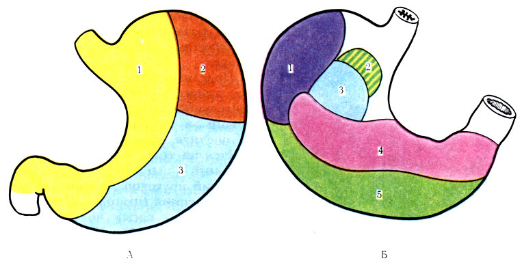 234.      ( Schultze).  -  : 1 - fades hepatica; 2 - fades diaphragmatica; 3 - fades libera;  -   : 1 - fades lienalis; 2 - fades suprarenalis; 3 - fades renalis; 4 - fades pancreatica; 5 - fades colica