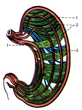 237.     . 1 -   ; 2 -   ; 3 -     ( Tittel)