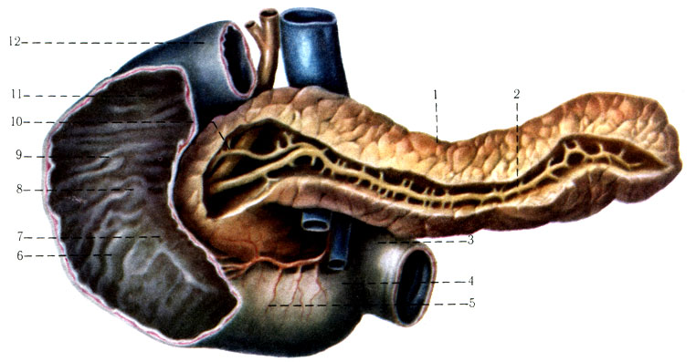 240.   ( )       ( ). 1 - corpus pancreatici; 2 - ductus pancreaticus; 3 - flexura duodenojejunalis; 4 - pars ascendens duodeni; 5 - pars horizontalis (inferior) duodeni; 6 - plicae circulares; 7 - papilla duodeni major; 8 - papilla duodeni minor; 9 - pars descendens duodeni; 10 - ductus pancreaticus accessorius; 11 - pars superior duodeni; 12 - pars duodeni superior