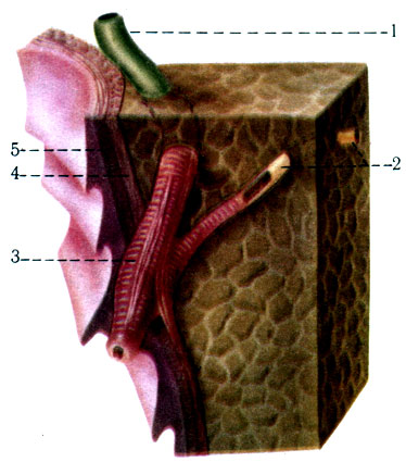 242.          ( . . ). 1 - ductus choledochus; 2 - ductus pancreaticus; 3 - m. sphincter ampullae hepatopancreaticae; 4 -     ; 5 -    